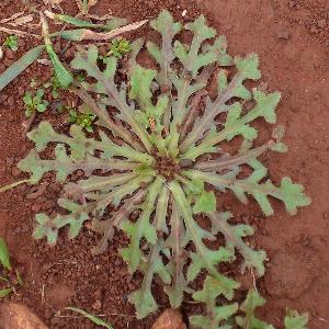 Hedypnois rhagadioloides (3)