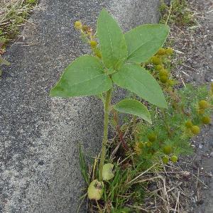 Helianthus annus (1)