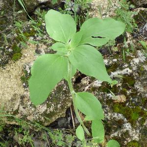 Helianthus annus (2)