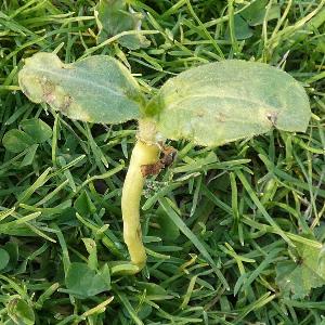 Helianthus annus (3)