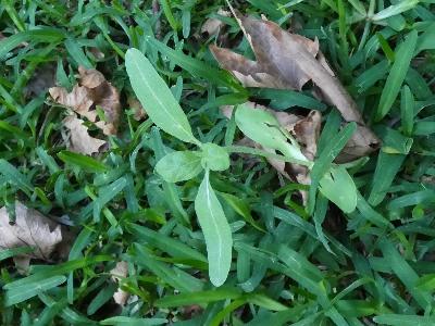 Helianthus annus (4)