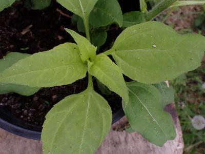 Helianthus tuberosus