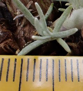 Helichrysum italicum