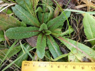 Helminthotheca echioides