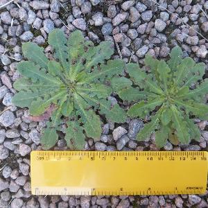 Hypochaeris radicata