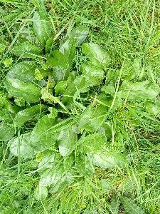 Jacobaea aquatica (1)