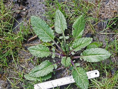 Jacobaea aquatica (2)