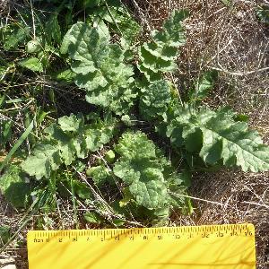 Jacobaea vulgaris (1)