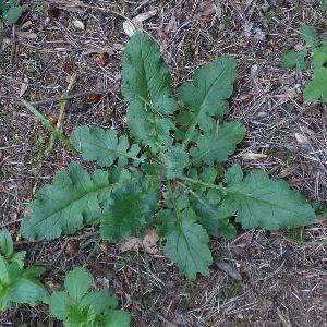 Jacobaea vulgaris (2)