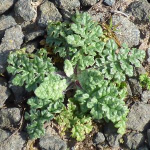 Jacobaea vulgaris (3)