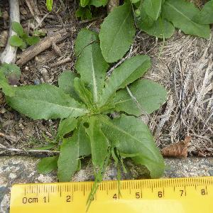 Lactuca serriola (1)