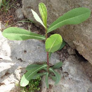 Lactuca serriola (2)