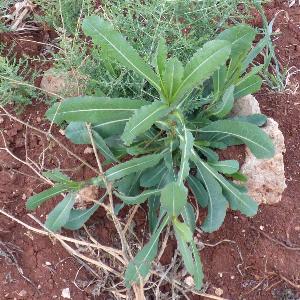 Lactuca serriola (3)