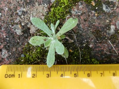 Laphangium luteoalbum (1)