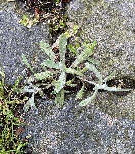 Laphangium luteoalbum (2)