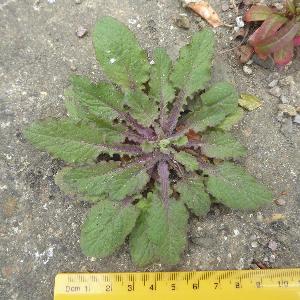 Lapsana communis (1)