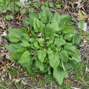 Lapsana communis (2)