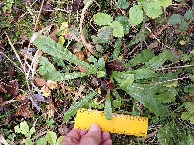 Leontodon hispidus (2)