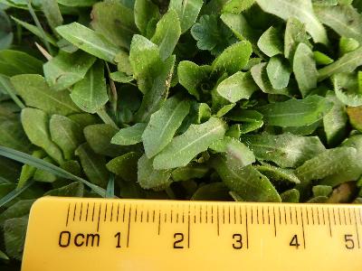 Leontodon saxatilis (1)