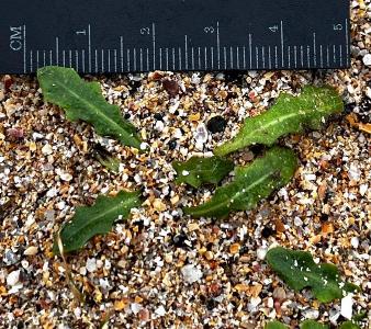 Leontodon saxatilis (2)