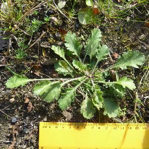 Leucanthemum vulgare