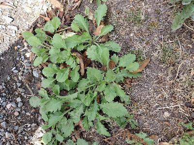 Leucanthemum x superbum (1)