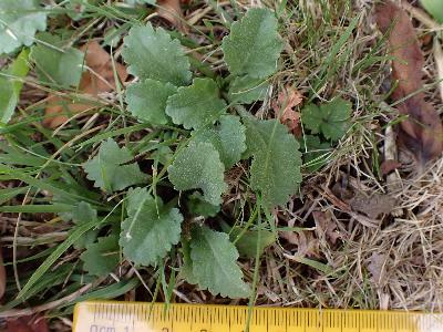 Leucanthemum x superbum (2)