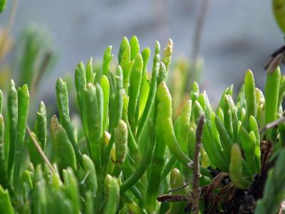 Limbarda crithmoides (1)