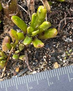 Limbarda crithmoides (2)