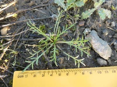 Matricaria chamomilla