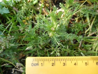 Matricaria discoidea