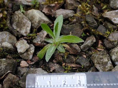 Omalotheca sylvatica (1)