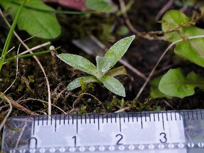 Omalotheca sylvatica (2)