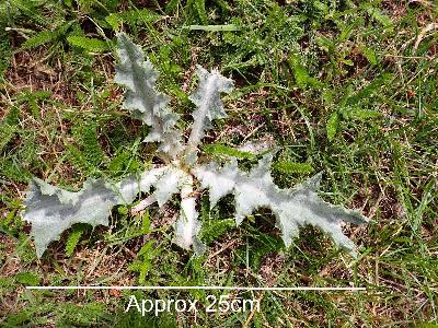 Onopordum acanthium (1)