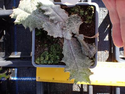 Onopordum acanthium (2)