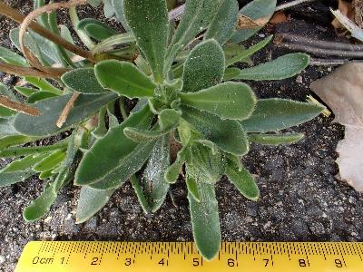Osteospermum jucundum