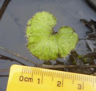 Petasites hybridus (1)