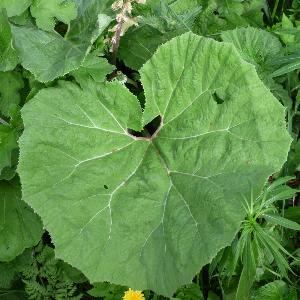 Petasites hybridus (2)