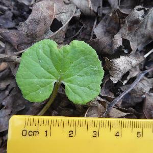 Petasites pyrenaicus (1)