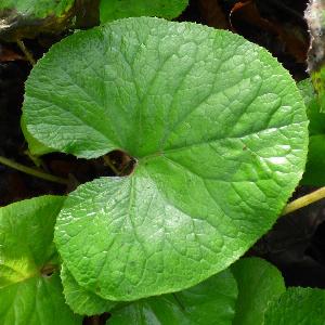 Petasites pyrenaicus (2)