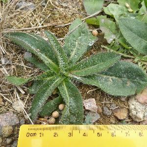 Pilosella aurantiaca