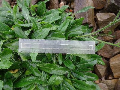 Pilosella flagellaris (1)