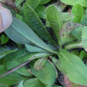 Pilosella flagellaris (2)