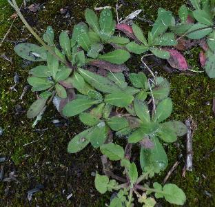 Pilosella flagellaris (3)