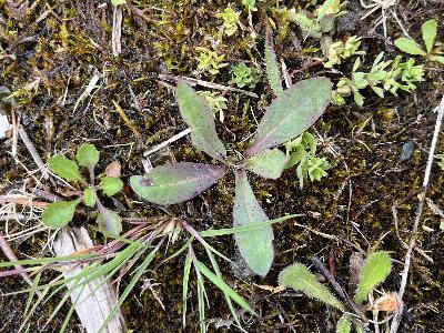 Pilosella praealta (1)