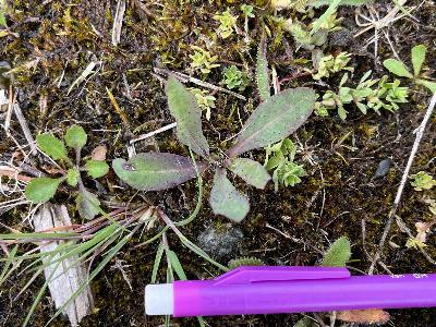 Pilosella praealta (2)