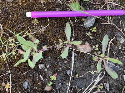 Pilosella praealta (3)