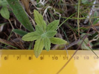 Pulicaria dysenterica (2)