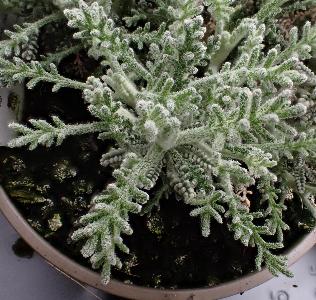 Santolina chamaecyparissus