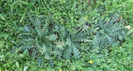 Scolymus hispanicus (1)